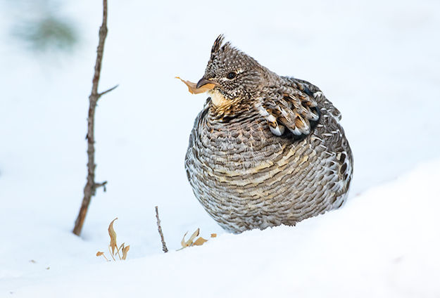 Ruffed Grouse. Photo by Elizabeth Boehm.