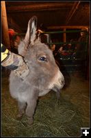 Burro Looks at Easton. Photo by Terry Allen.