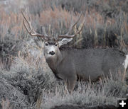 Rudolph?. Photo by Arnold Brokling.