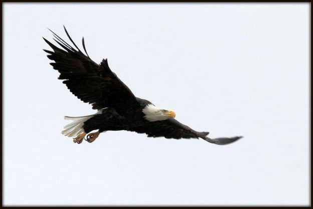 Green River Eagle. Photo by Fred Pflughoft.