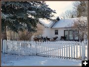 8 Deer. Photo by Terry Allen.