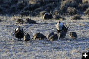 Sage Grouse Strutting. Photo by Pete Arnold.