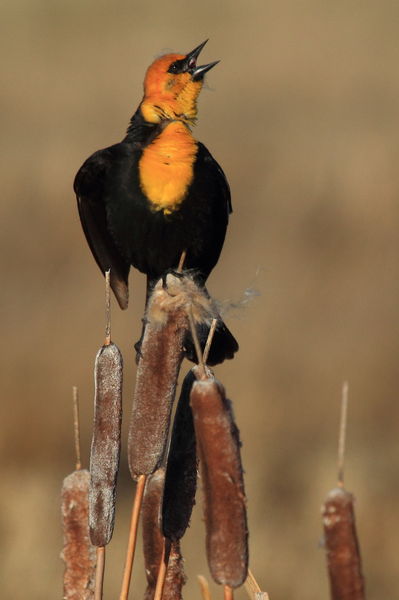 Yellow headed blackbird. Photo by Fred Pflughoft.