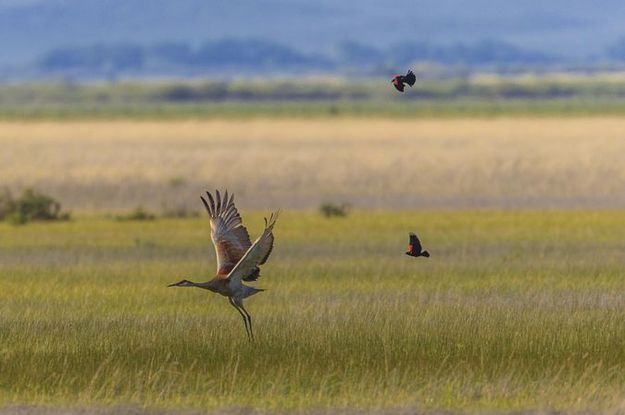 Crane attack. Photo by Dave Bell.