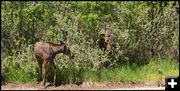 Baby and Mom Moose at Boyd Skinner Park. Photo by Terry Allen.