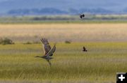 Crane attack. Photo by Dave Bell.