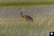 Sandhill Crane. Photo by Dave Bell.