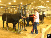 Grooming cattle. Photo by Dawn Ballou, Pinedale Online.