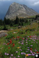 Mitchell Peak wildflowers. Photo by Fred Pflughoft.