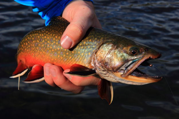 Brookie. Photo by Fred Pflughoft.