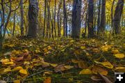 Fall colors. Photo by Dave Bell.