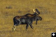 Duck Creek Big Dog. Photo by Dave Bell.