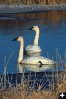 Swans. Photo by Fred Pflughoft.