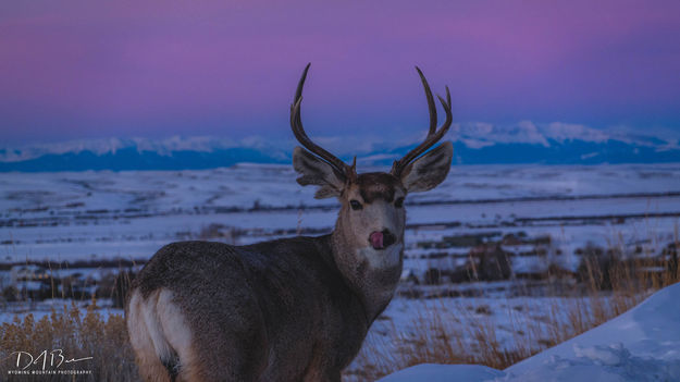 Buddy. Photo by Dave Bell.