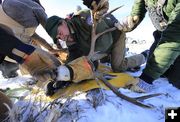 Buck research. Photo by Wyoming Game & Fish.