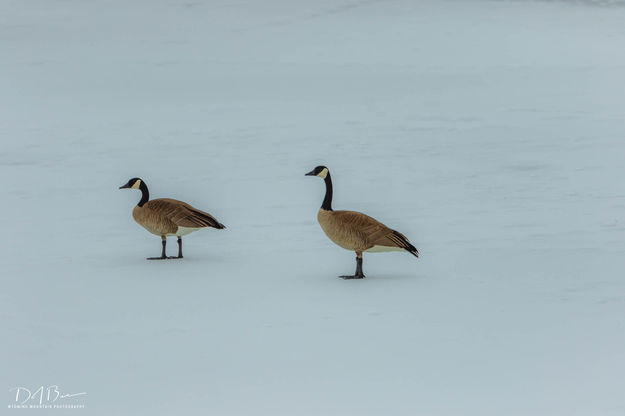 Geese. Photo by Dave Bell.