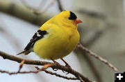 American Goldfinch. Photo by Fred Pflughoft.