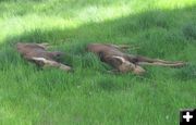 Nap Time. Photo by Bill Boender.