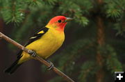 Baltimore Oriole. Photo by Fred Pflughoft.