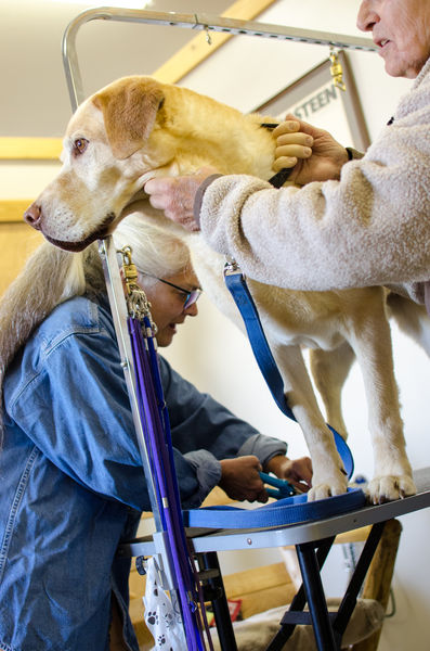 Clipping nails. Photo by Happy Endings Animal Resdue.