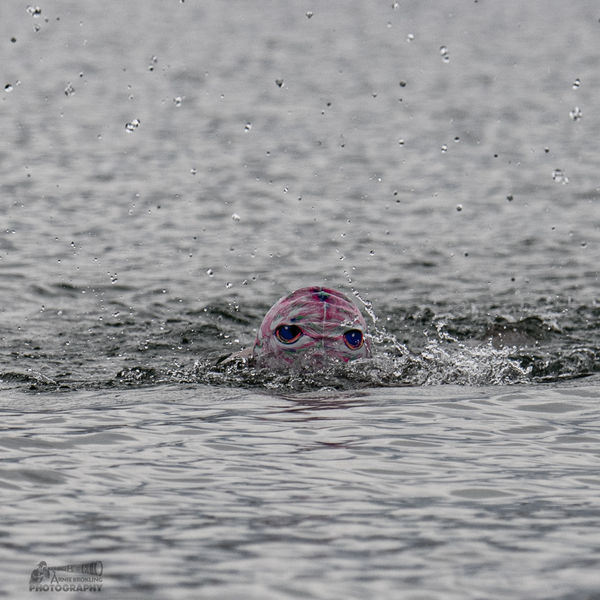 Sea Monster. Photo by Arnold Brokling.