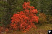 Fall Red. Photo by Dave Bell.