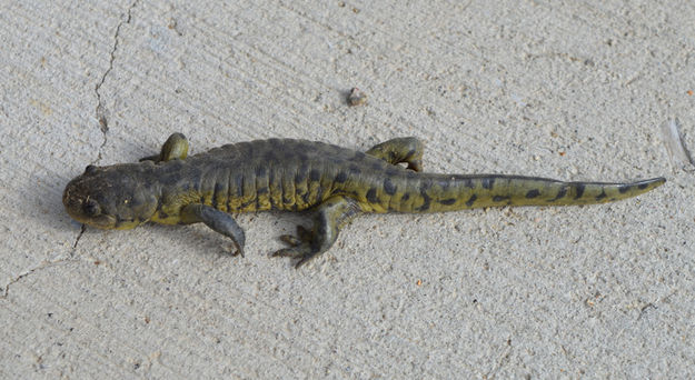 Salamander. Photo by Marcelle Garison.