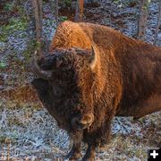 Bison. Photo by Dave Bell.