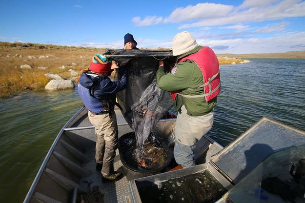 Soda Lake Fish Survey. Photo by Mark Gocke, Wyoming Game & Fish.