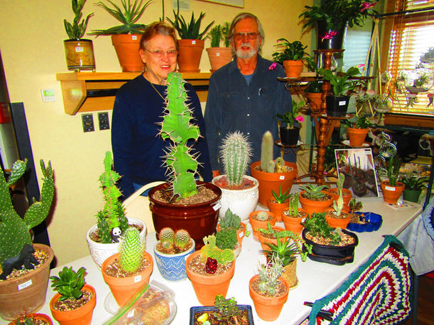 Desert Plants. Photo by Dawn Ballou, Pinedale Online.