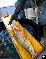 Soda Lake Fish Survey 2019. Photo by Mark Gocke, Wyoming Game & Fish.