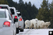 Mountain Goats. Photo by Wyoming Game & Fish.