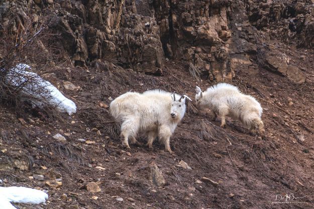 Mountain Goats. Photo by Dave Bell.