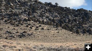 Mule Deer are migrating. Photo by Cat Urbigkit.