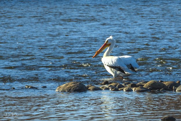 New Fork Pelican. Photo by Dave Bell, Pinedale Online.