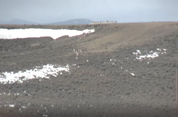 Up the north hill. Photo by Trappers Point Wildlife Overpass Webcam.