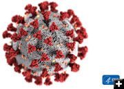 COVID-19 virus. Photo by CDC.