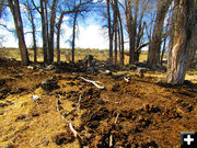 Cattle damage. Photo by Pinedale Online.