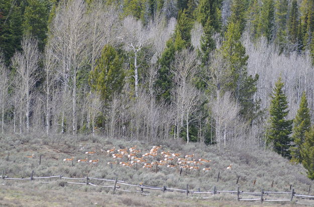 Pronghorn herd. Photo by Rob Tolley.