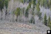 Pronghorn herd. Photo by Rob Tolley.