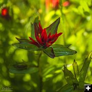 Indian Paintbrush. Photo by Dave Bell.