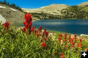 Indian Paintbrush. Photo by Dave Bell.