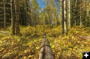 Fall Colors. Photo by Dave Bell.