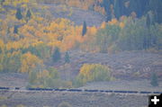 Fall cattle roundup. Photo by Rob Tolley.