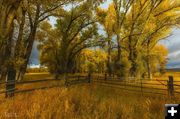 Golden Color. Photo by Dave Bell.