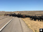 Moving cattle. Photo by John Kelly.