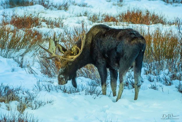 Elkhart Moose. Photo by Dave Bell.