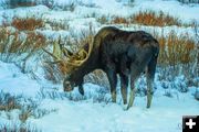 Elkhart Moose. Photo by Dave Bell.