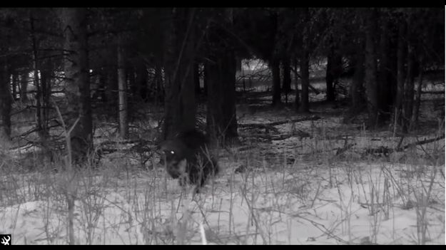 Wolverine. Photo by Yellowstone National Park.