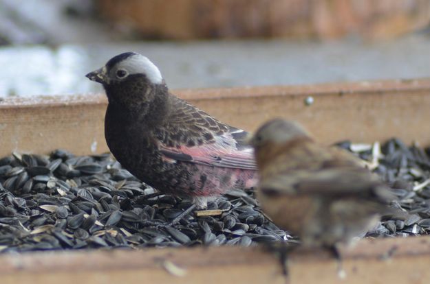 Black Rosy Finches. Photo by Rob Tolley.